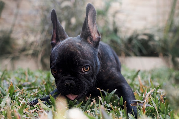 Portrait of cute little doggie outdoor