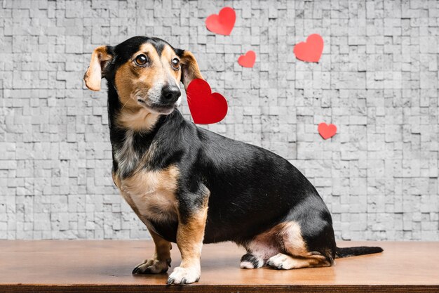 Portrait of cute little pet surrounded by hearts