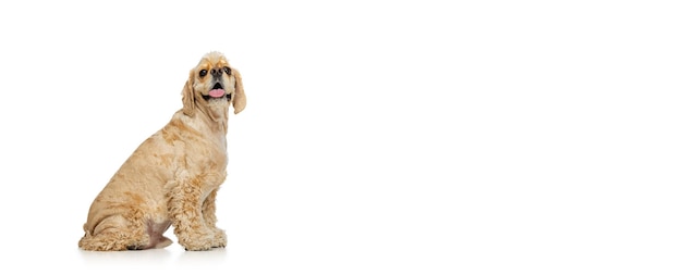 Portrait of cute looking calm dog Cocker Spaniel posing isolated on white background Smiling doggie