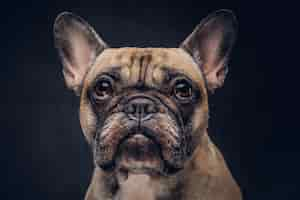 Free photo portrait of a cute pug dog. isolated on a dark background.