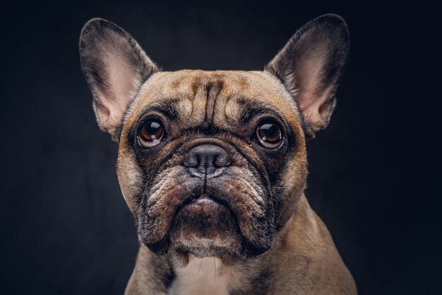 かわいいパグ犬の肖像画。暗い背景に分離されています。