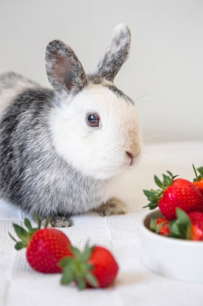 귀여운 토끼와 딸기의 초상화