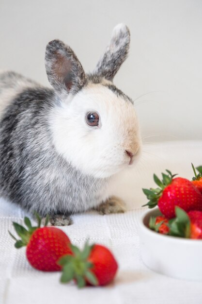 Portrait of a cute rabbit and strawberry