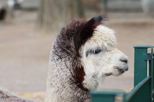 Portrait of a cute white lama at the zoo