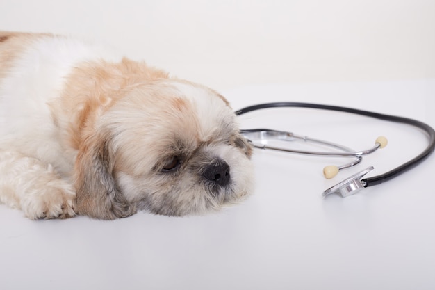 聴診器の近くの白い床に横たわってかわいい若い小さなペキニーズ犬の肖像画
