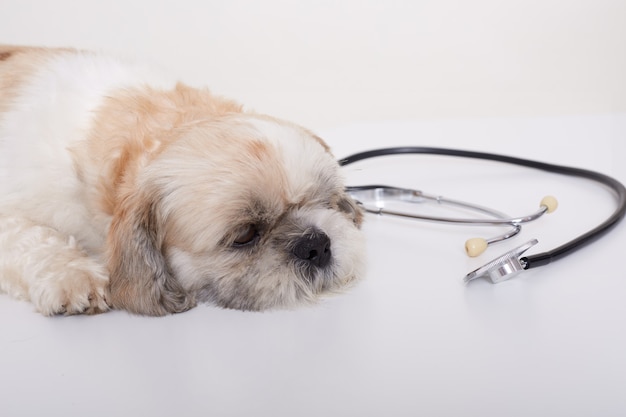 Portrait of a cute young small Pekingese dog lying on white floor near stethoscope