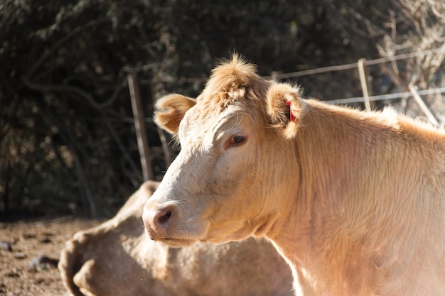 Portrait of dairy cow sitting in the field