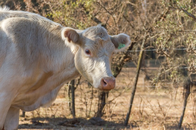 Portrait of dairy cow sitting in the field