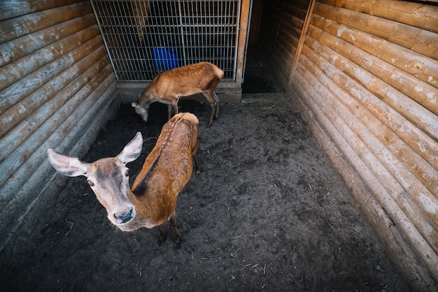 Ritratto di cervo nel giardino zoologico