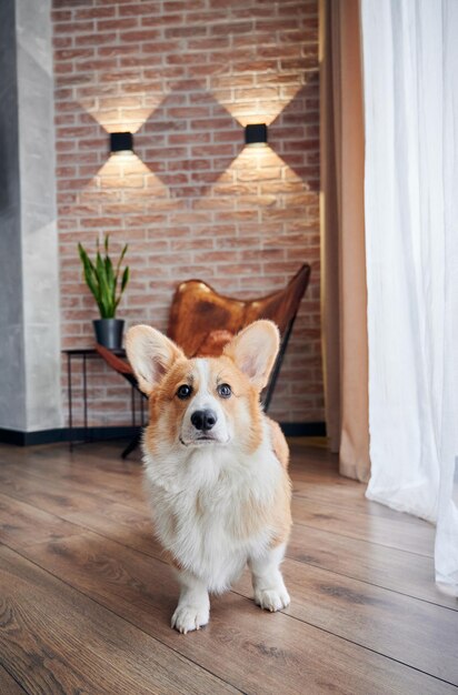 Portrait dog breed of bicolor welsh corgi pembroke at home