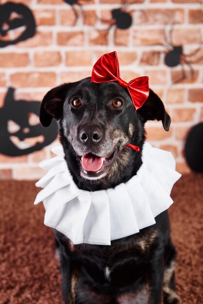 ハロウィーンの衣装を着た犬の肖像画