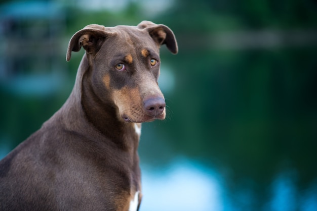 湖の近くを振り返る犬の肖像画