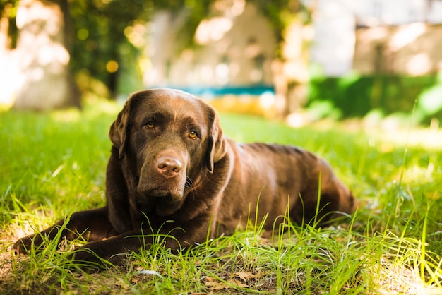 Портрет собаки, лежащей на зеленой траве