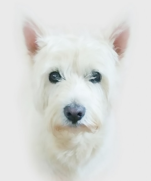 Pittura di un cane west highland terrier