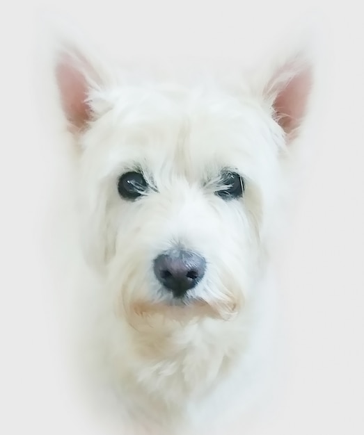 Portrait of a dog, painting