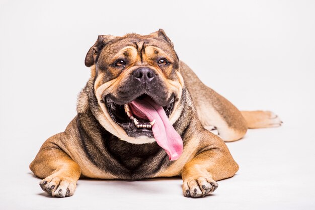 Portrait of a dog relaxing against white backdrop