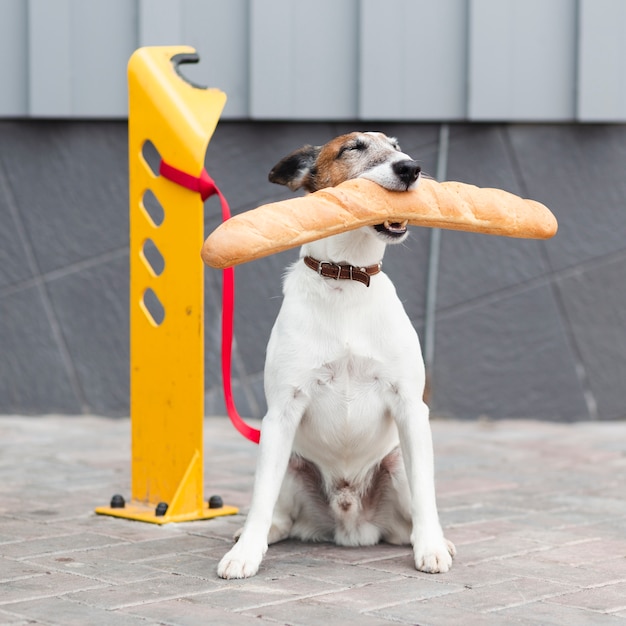 Portrait dog sitting and holding baguette