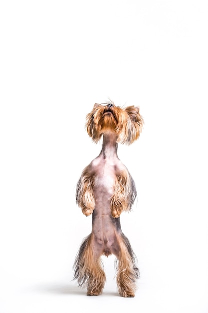 Портрет собаки, стоящей на задней ноге