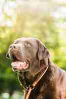 Free photo portrait of a dog with mouth open