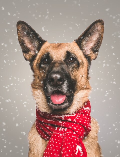 Portrait of a domestic cute German Shephard in a red dotted scarf with snow