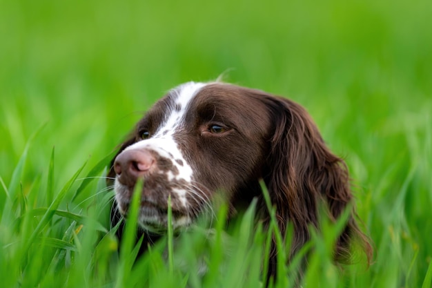 Portrait of an English Springer Spaniel in a field covered in greenery with a blurry background