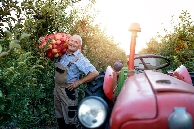 Portrait of farm worker holding sack full of apple fruit next to retro styled tractor machine