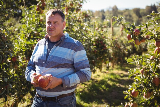 Портрет фермер держит яблоки в яблоневом саду