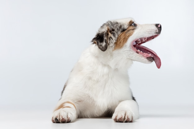 재미있는 활동적인 애완동물의 초상화, 귀여운 강아지 호주 셰퍼드가 네온 스튜디오 벽에 고립되어 포즈를 취하고 있습니다.