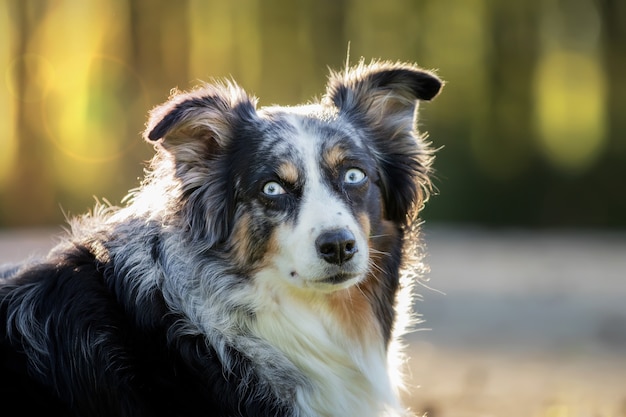 Portrait of a funny Australian shepherd with wide-opened eyes