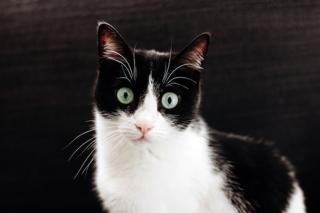 Portrait of funny black and white cat with green eyes