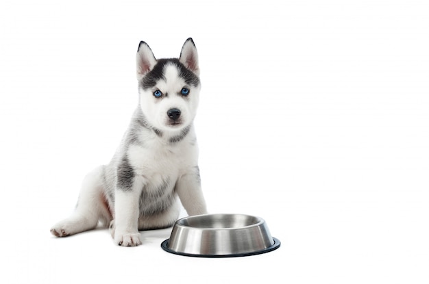 Portrait of funny carried and cute puppy of siberian husky dog standing against silver plate with water or food. Little funny dog with blue eyes, gray and black fur