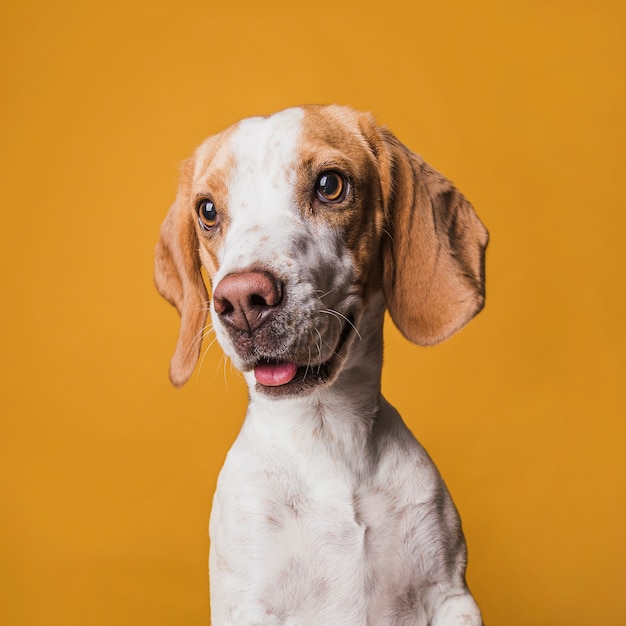 Foto gratuita ritratto di cagnolino divertente