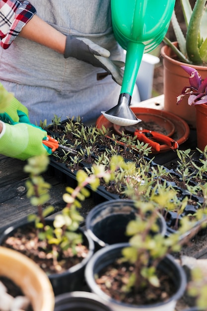 Portrait of gardener watering and trimming the seedlings in the crate