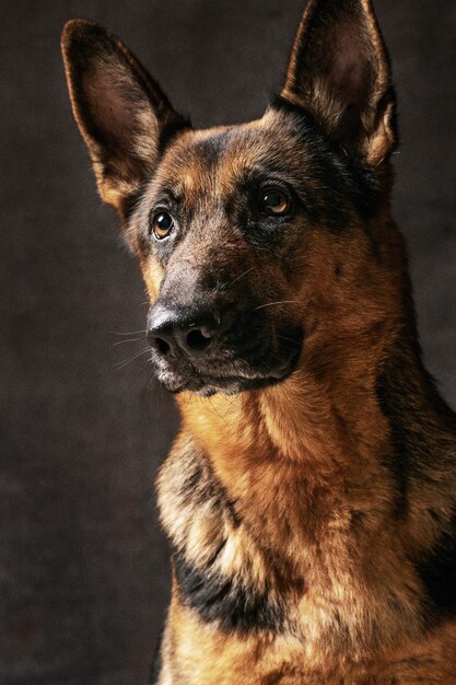 Portrait of a German Shepherd dog on black