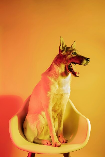 Portrait of german shepherd dog in gradient lighting