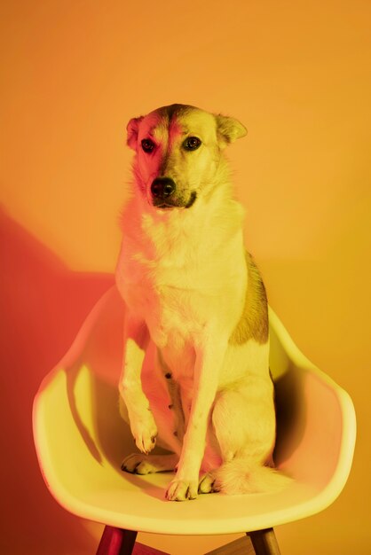 Portrait of german shepherd dog in gradient lighting