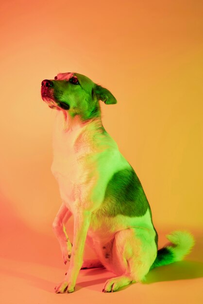 Portrait of german shepherd dog in gradient lighting