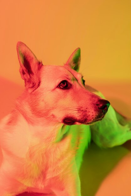 Portrait of german shepherd dog in gradient lighting