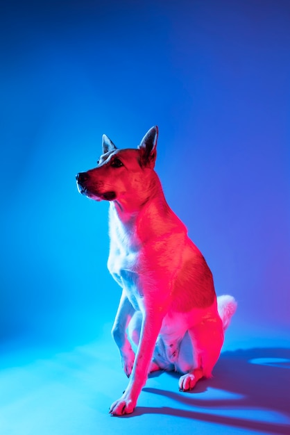 Foto gratuita ritratto di cane pastore tedesco con illuminazione a gradiente