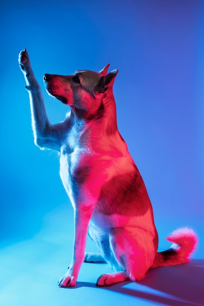 그라데이션 조명에 독일 셰퍼드 강아지의 초상화
