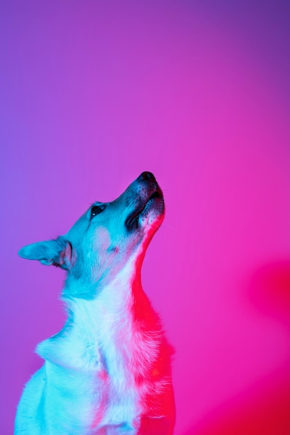 Portrait of german shepherd dog in gradient lighting