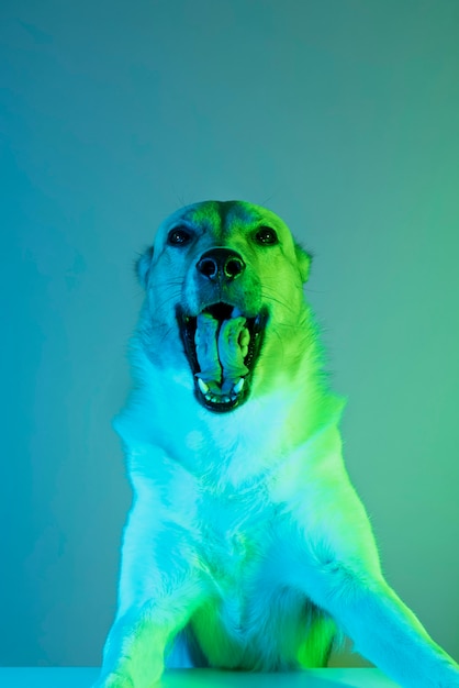 Portrait of german shepherd dog in gradient lighting