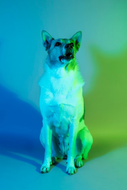 Foto gratuita ritratto di cane pastore tedesco con illuminazione a gradiente