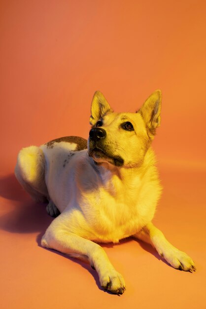 Portrait of german shepherd dog in gradient lighting