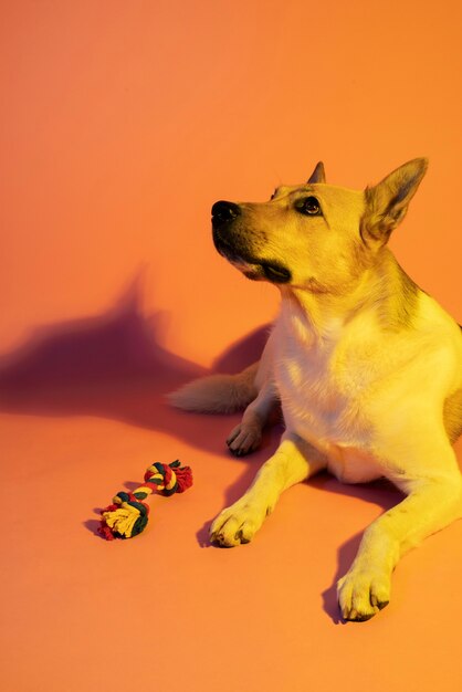 グラデーション照明でジャーマンシェパード犬の肖像画