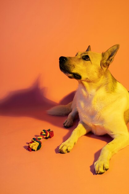 Portrait of german shepherd dog in gradient lighting