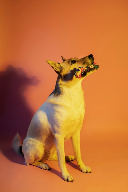 Free photo portrait of german shepherd dog in gradient lighting