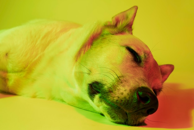 Portrait of german shepherd dog in gradient lighting