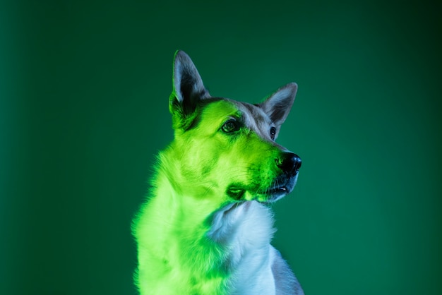 Free photo portrait of german shepherd dog in gradient lighting