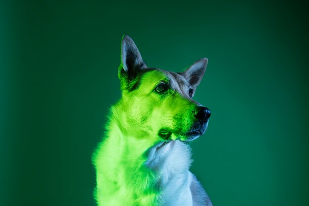Portrait of german shepherd dog in gradient lighting